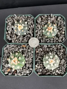 Astrophytum Asterias cv. Ooibo seedling Cactus - Grower's Choice
