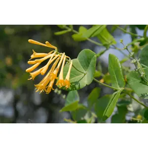 Yellow Honeysuckle Yellow Honeysuckle