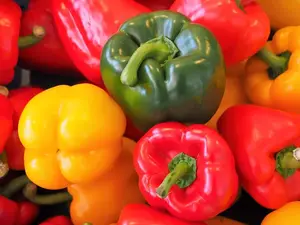 150 RAINBOW BELL PEPPER Sweet Red Green Yellow Orange Purple Brown White Seeds