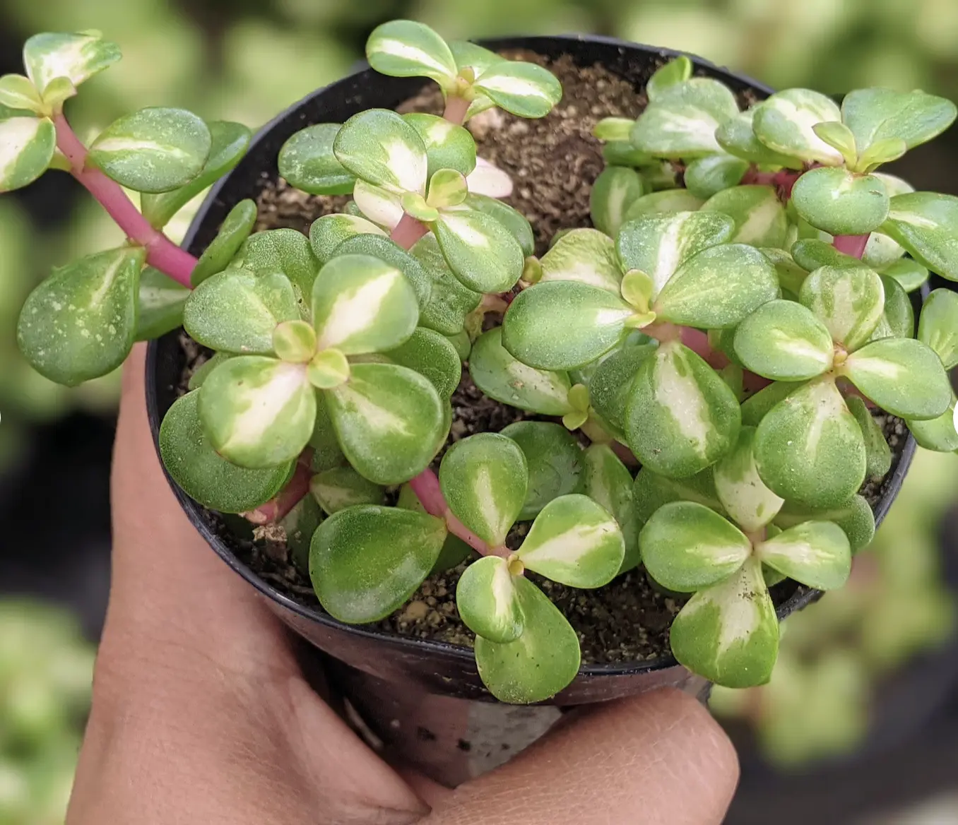 Portulacaria Kaleidoscope, Variegated Succulent in 3.5" Pot