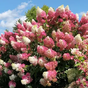 80 Vanilla Strawberry Hydrangea Seeds (Hortensia) - Fast-Growing Perennial Flowering Shrub
