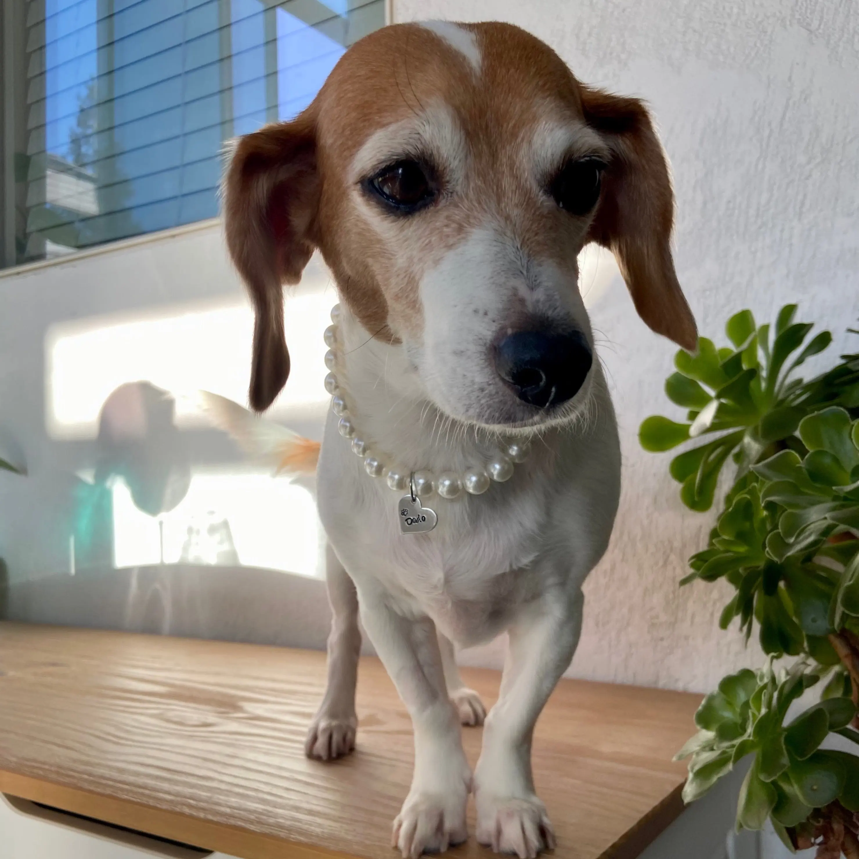 MOM & ME - PET NECKLACE  &  matching BRACELET