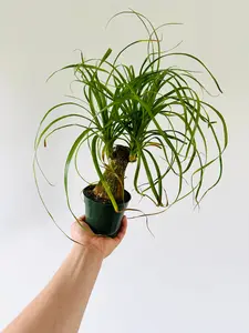 Ponytail Palm Stump - Beaucarnea Recurvata - 4" Pot
