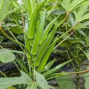Non-GMO Okra Seeds for Planting Garden Vegetables Easy to Grow Heirloom Okra Seeds High Yield Vegetable Seeds for Home Garden