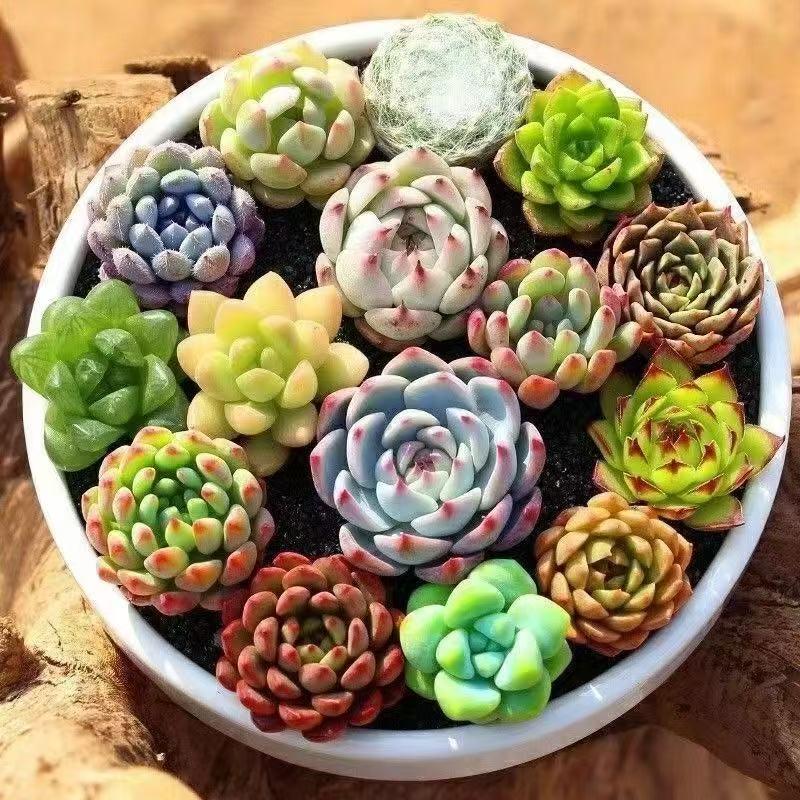 15 Rare Succulent Plants Variety Pack — Live Houseplants Collection with Rosettes & Trailing Succulents for DIY Terrarium Garden