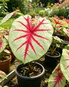 Caladium Fantasia Bulbs | DIY Colorful Leaf Garden | Unique Foliage Plants