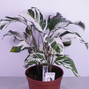 Calathea Stella | Prayer Plant | Decorative Houseplant