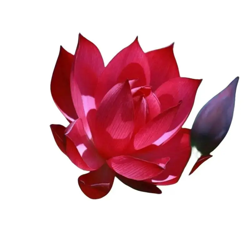 Green River 5 Red Lotus Seeds - Perennial Flower Seed Pack, Flower Seeds for Water Garden, Striking Red Aquatic Blooms, Traditional Beauty, Outdoor Ponds, Symbolic Flower Gift, Lasting Seasonal Color