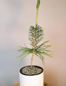 Beginner Bonsai Set for Dad - Japanese Pine Bonsai Gardening Kit