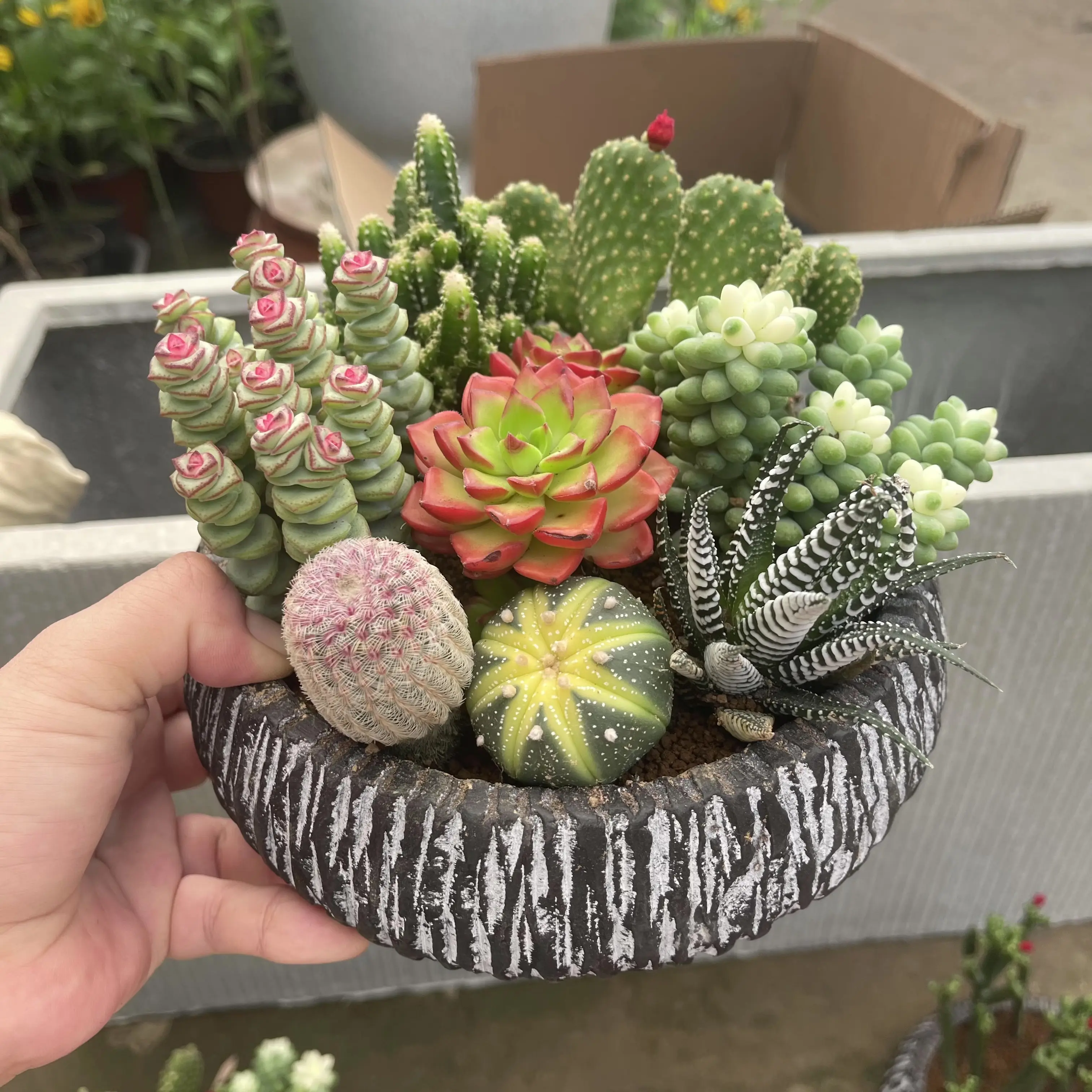 Colorful 8-Piece Succulent Gift Set in bare root shipping for Home and Office Decor
