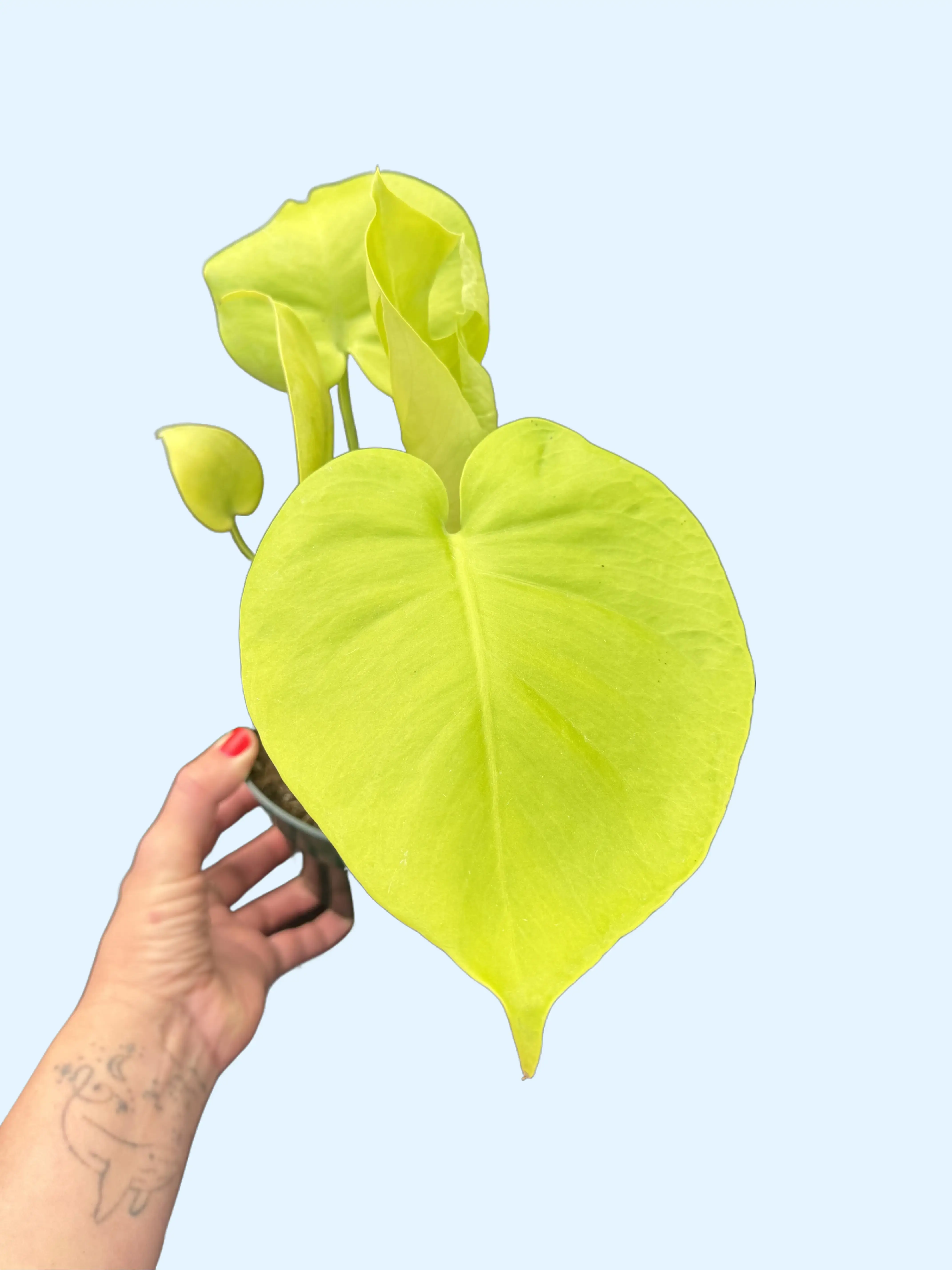 6" Monstera Lemon Lime -  Rare Monstera - Bright Plant with Fenestrated Leaves