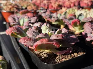 Echeveria ‘Linguas’ Single Head (around 4'' - 4.5'')- Bare Root Succulents - Terra Tales