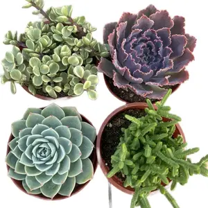 5 Dollars Live Sale Specials Lives Only Sculpture E Succulent Variety Pack in Pots for Home Decor