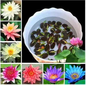 20 Pcs Bonsai Bowl Lotus Seeds, Water Lily Flower Plant Seeds, Ornamental Courtyard Finest Viable Mixed Colors Aquatic Water Features Seeds, Home Garden Yard Farm Pond Decoration Bonsai Multiple Colour Bowl Lotus Seeds Decorative Pond Grows