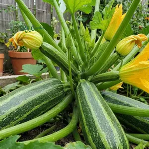 20+ Cocozelle Summer Squash Zucchini Seeds