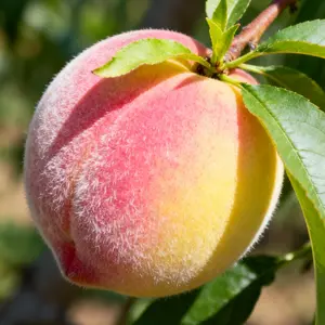 10 Pcs Fruit Seeds – Premium Fresh Variety Pack for Home Garden & Outdoor Planting, Easy to Grow, High Germination Rate (Seeds Only, Not Live Plants)