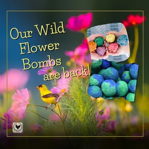 Wild Flower Seed Bombs Wild Flower Seed Bombs