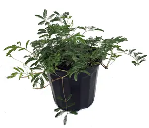 Amazing Sensitive Plant - Leaves Move & Close - Mimosa strigillosa - 6" Pot