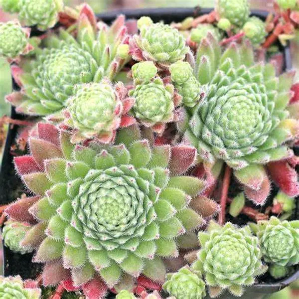 Wendy Sempervivum Hens & Chicks Succulent – 4 Inch Pot
