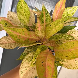 8” Aglaonema Bidadari - Live Plant