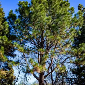 Longleaf Pine Tree Seeds (Pinus palustris)