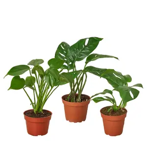 Monstera Bundle