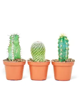 Baby Cactus Box, Extra Small