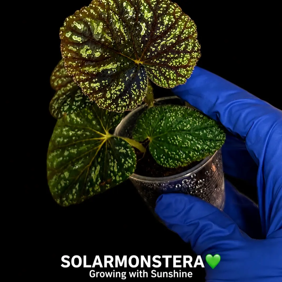 Begonia Firefly Rooted Plant in Plug or Stratum