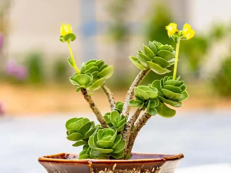 Live Portulaca Molokiniensis Plant - Hawaiian Plant - Ihi Plant - Portulaca  Ihi Plant - Rare Succulent - 2 Inch Pot - TikTok Shop