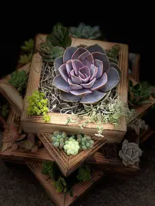 Succulent Arrangement Centerpiece