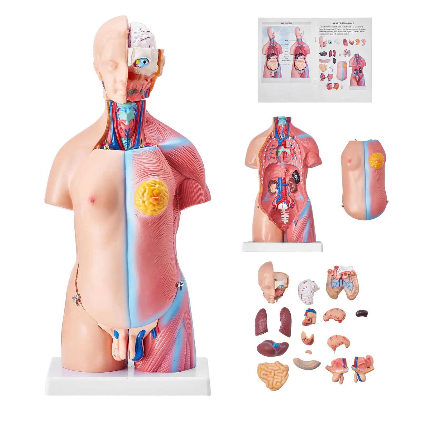 【Summerfinds】VEVOR Human Body Model, 23 Parts 18 inch, Human Torso Anatomy Model Unisex Anatomical Skeleton Model with Removable Organs, Educational Teaching Tool for Students Science Learning Education Display