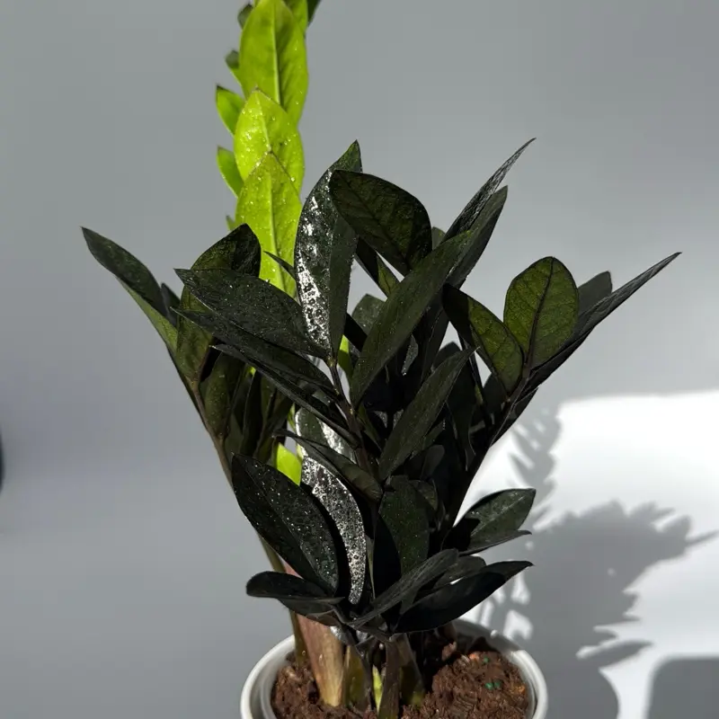 Raven Super Nova Zz Plant 5" pot - Rare Black Foliage Tropical Houseplant  for Indoor Home Decor & Easy Care Beginner Friendly Unique Leaves  Centerpiec - TikTok Shop