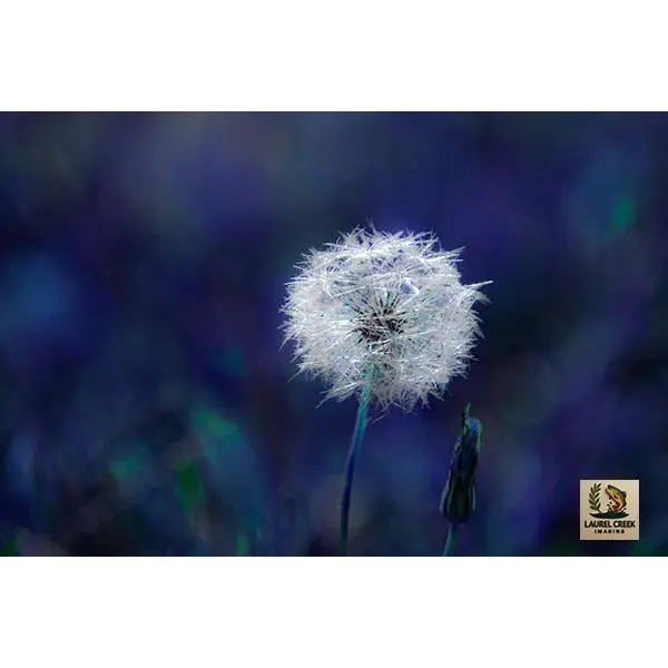 Whispers In The Wind – Appalachian Barn Fine Art Print