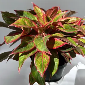 Aglaonema Siam Aurora red 8" pot -  House Plant for Indoor Home Decoration