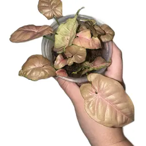 7 in 1 Pot Pink Syngonium Fully Rooted Plant - Ideal for Home Garden and Indoor Planting