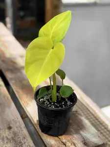 Monstera 'Lemon Lime' 4” Potted Live Plant