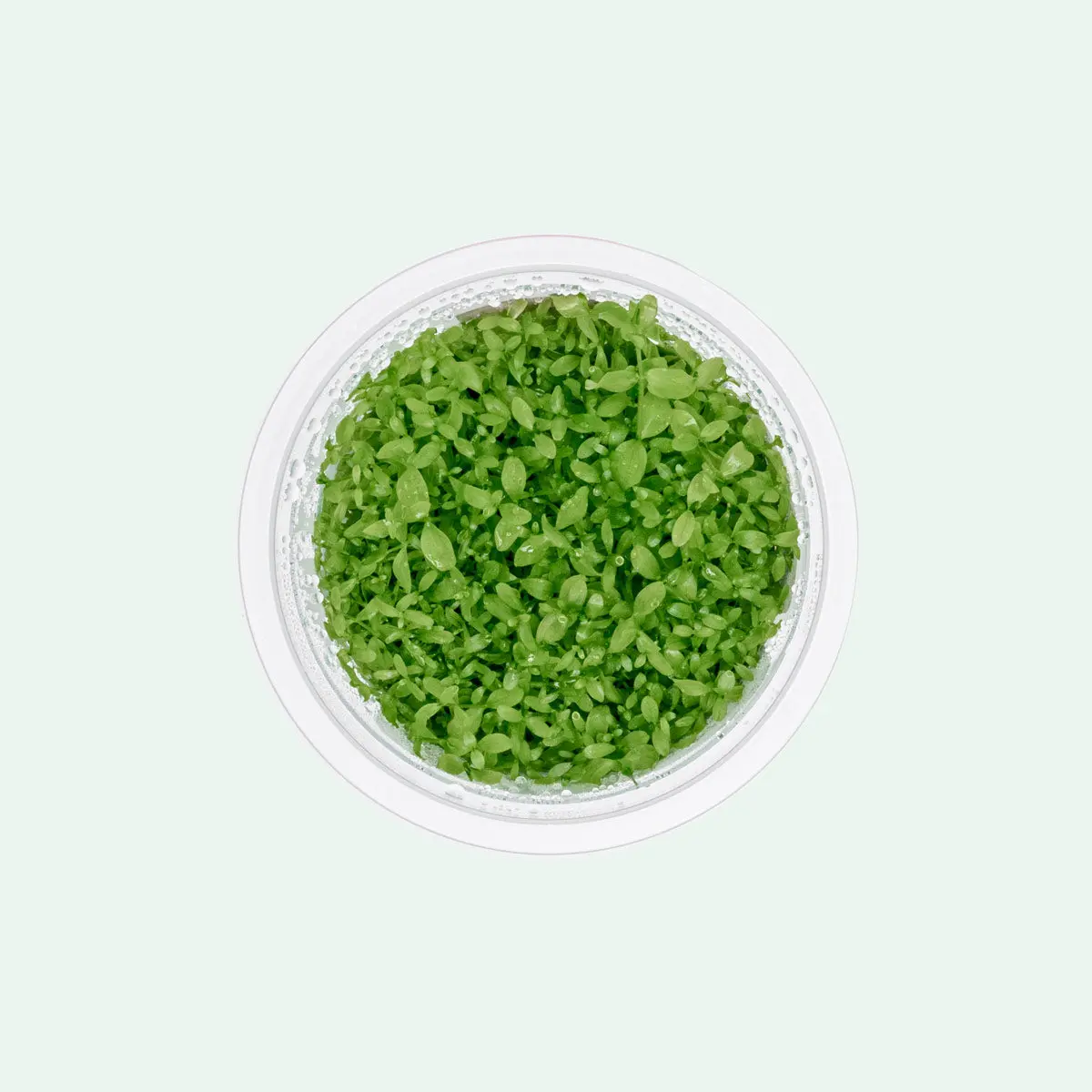 Micranthemum 'Monte Carlo' - Low Growing Carpeting Aquarium Plant for Lush Foreground Cover in Iwagumi Tanks & Nature-Style Aquascaping