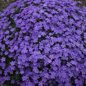 Green River 50 Crater Lake Phlox Seeds - Flower Seed Pack, Deep Lake-Blue Blossoms, Rare Perennial Variety, Cottage Garden Jewel, Shade-Tolerant With Fragrance, Pollinator-Friendly Plants, Perfect For Flower Beds And Borders
