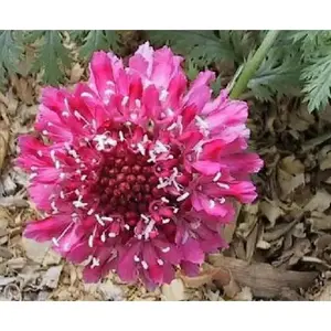 Pincushion Scabiosa SEEDS -Rose, PERENNIAL Flowers