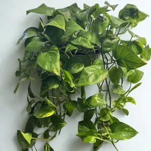 Golden Pothos 6 Inch Potted Hanging Plant for Indoor Decorative Use