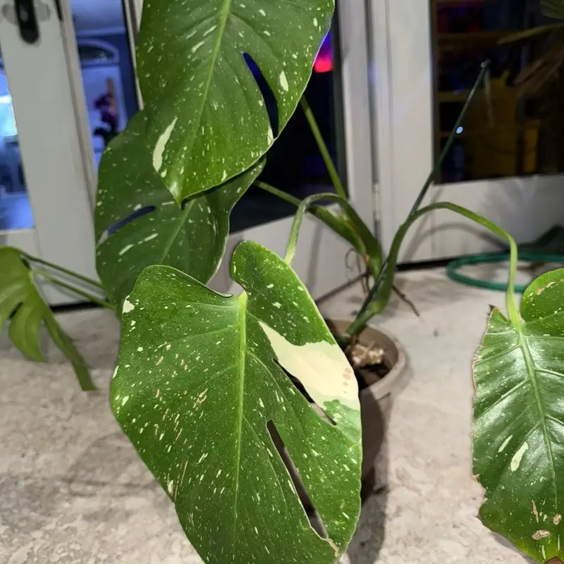 Monstera