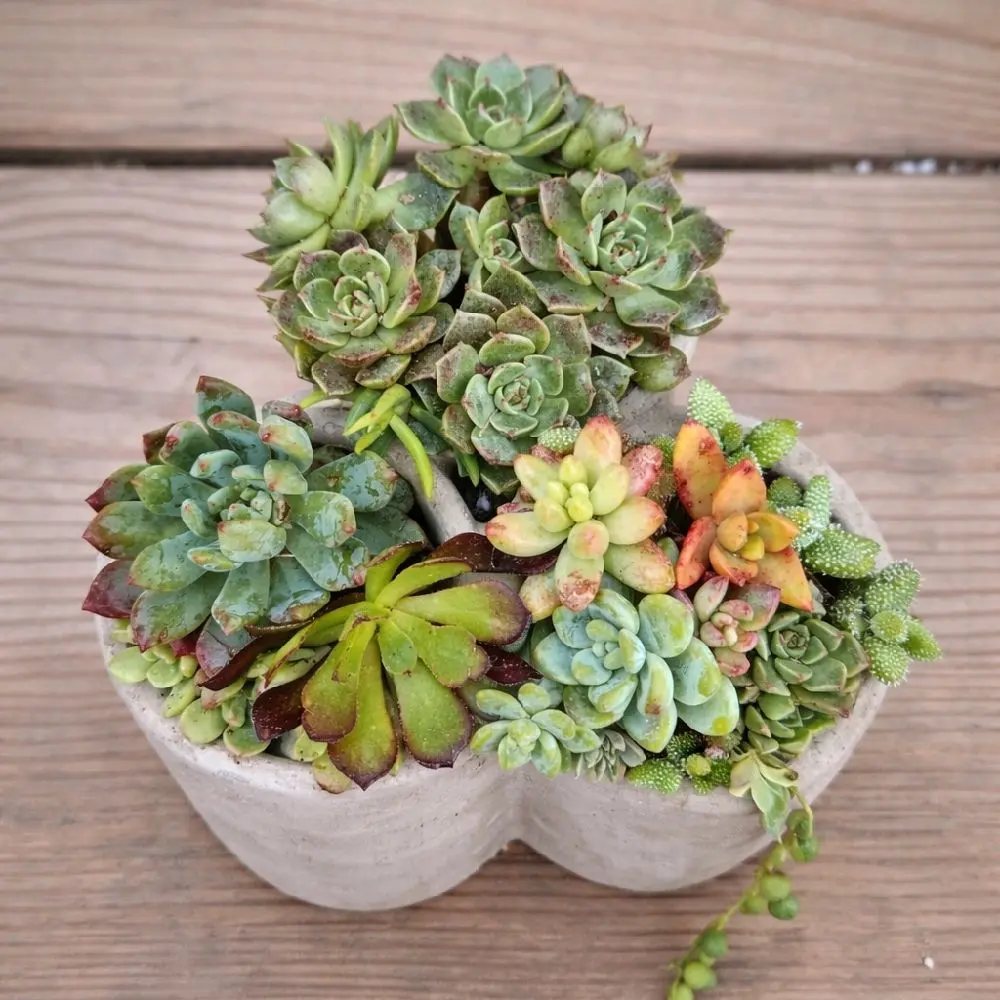 Modern Triple Cement Succulent Planter | Live Succulent Arrangement
