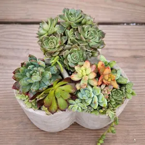 Modern Triple Cement Succulent Planter | Live Succulent Arrangement
