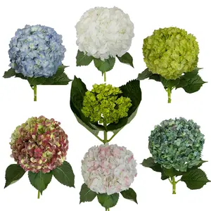 Assorted Designers Choice Hydrangeas, 26 Stems