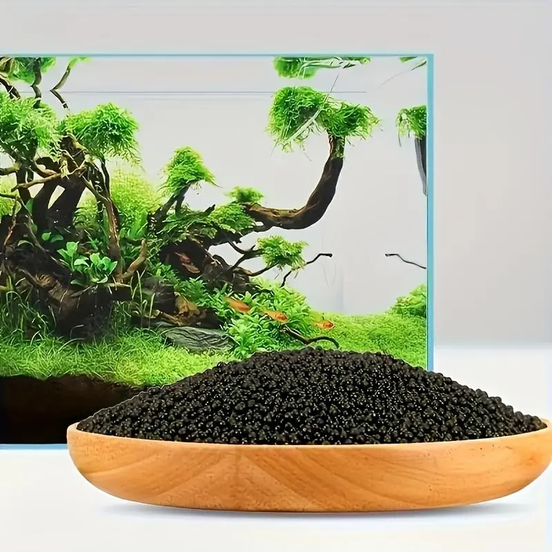 fly trap plants for sale Venus Fly Trap, 'B52.' Special Import - Giant Carnivorous Plant