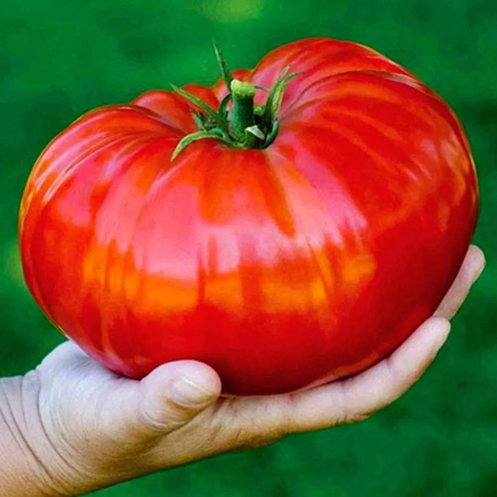Beefsteak Giant Tomato Russian Hercules Seeds Heirloom Vegetable for Planting Non GMO 50 Seeds