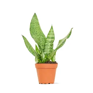 Snake Plant 'Zeylanica', Small