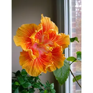 Green River 20 Orange Yellow Hibiscus Seeds - Flower Seed Pack, Hardy Perennial Mixed Blooms for Pollinator Gardens, Premium Seeds for Planting Outdoors, Rare Garden Variety