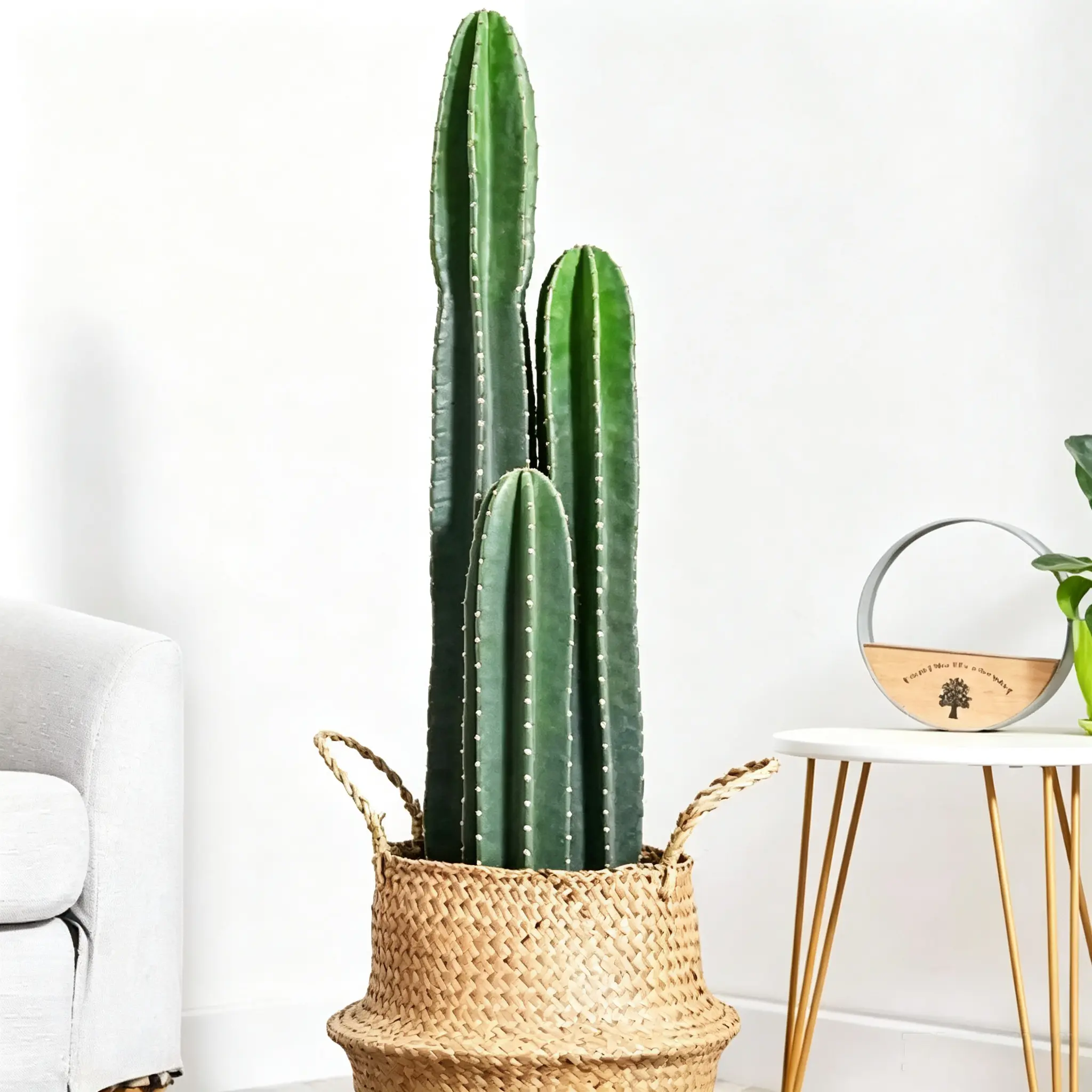 Myrtillocactus Geometrizans Column Cactus - Bare-Root Succulent Plant for Home Garden Improvement