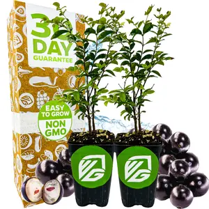 2-Pack Jaboticaba Tree Live Plant (Jabuticaba) - Myrciaria cauliflora by Wellspring Gardens - Brazilian Grape for Planting - Fresh Fruit Gardening